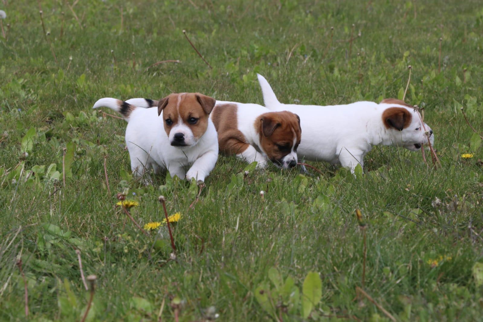    Elevage de chiens - Jack Russel Clermont-ferrand