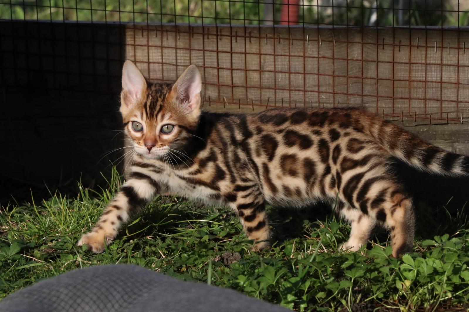    Pension Chat - Garderie Pour Chat Clermont-ferrand